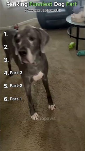 RANKING FUNNIEST DOGS FART #1 IS VERY FUNNY 🤣🤣