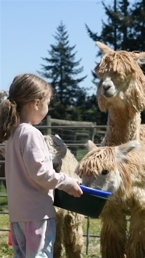 Meet the adorable llamas & alpacas at Briarwood Acres in West Salem! Take a farm tour where you can learn about their care, feel their soft fleece, and even feed them! Briarwood Acres raises the exotic Suri alpacas which are known for their extremely soft, durable, and lustrous fiber. This fiber is used to make hats, socks and more, which you can pick up in their farm store. Learn more and schedule a tour: https://bit.ly/4aOL4gu briarwoodacresalpacas #BriarwoodAcres #SalemOR #TravelOregon #Salem