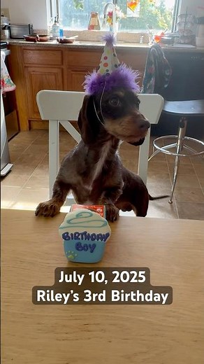Celebrating Mini Dachshund’s 3rd Birthday