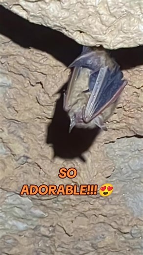 Cute Bat Video That Will Melt Your Heart😍
