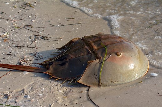 Can You Eat Horseshoe Crab and How Does It Taste?