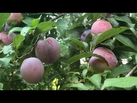 Plum The Juicy Fruits 🍎 Orchard