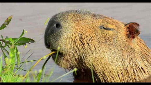 Watch what happens when capybaras ignore threats and stay completely unbothered