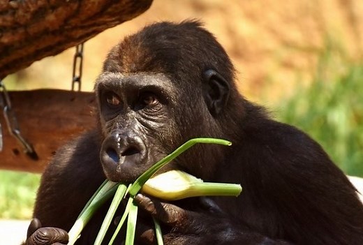 What Do Gorillas Eat - Gorilla Diet - Gorilla Facts