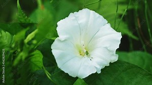 Cricket On Bindweed Flower In Garden
