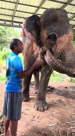 What did the mahout feed the golden elephant?! The elephant even sent it back to the mahout! 😳😳😳