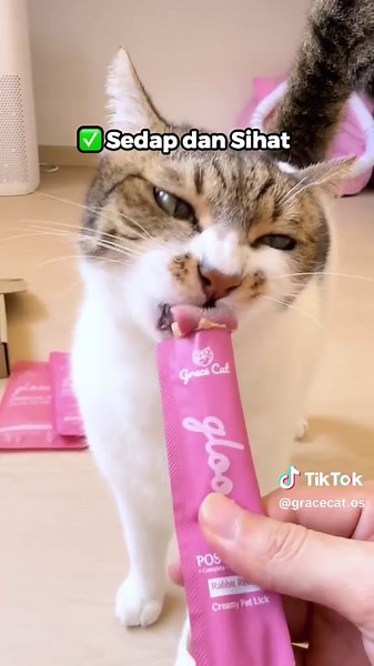 Makan non-stop! #povkucing #kucingku #malaysiacat #catmalaysia #catparents #cattime #gracecatgloow #gracecat #kucingmakan