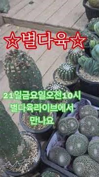 겹꽃빨강공작#개발선인장#광자해왕환#목단대품 각종선인장 #부엉이#등 특가로 만나보세요