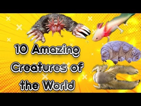 Top 10 Most Amazing Creatures on Earth