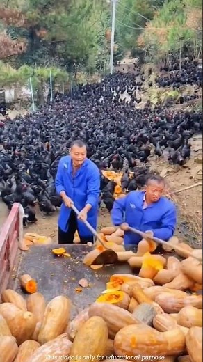 This Chicken Has Black Meat, Bones & Even Blood!