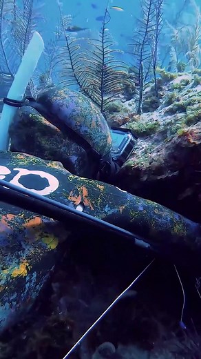 Hunting BIG Cubera Snapper While Freedive Spearfishing in The Bahamas #spearfishing #freediving #apnea #pescasub #fishing #underwater #fishtok #fish