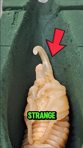 SILK WORM 🐛 Under the Microscope!😱🔬 #Silkworm #SecretWorldOfInsects #NatureDiscovery