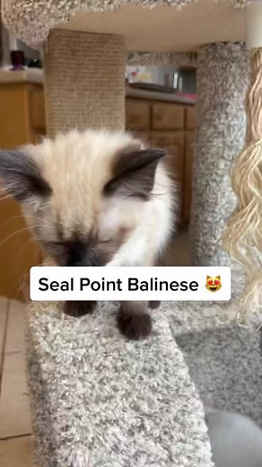 Seal Point Balinese Kitten - Old Style with a Round Head
