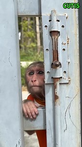 33K views · 887 reactions | The Monkeys Were Curious When They Saw...