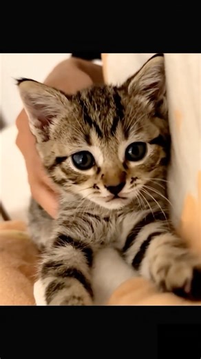 You just met the world's tiniest (and loudest) kitten🥺 #cat #kitten #cute #shorts