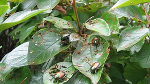 Tennessee Japanese beetle population expected to grow after two wet summers