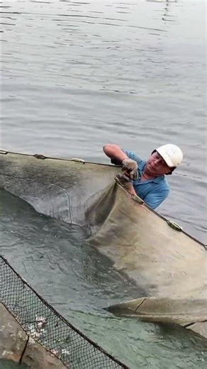 A Closer Look Inside the Pond Net | Massive Net