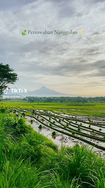 Persawahan nanggulan mulai tandur dan segera menghijau🍃 . #persawahannanggulan#sawahnanggulan#wisatakulonprogo#jogja#fyp