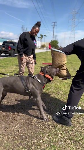 Always wanna have control🔥🙏🏽 (throwback training session) #canecorso #puppy #protectiondog #sportdog #fyp #dogbite #dogattack