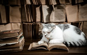 Meow: a novel, and other literature for cats