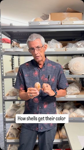 Ever wondered how shells get their colors and patterns? Watch as Dr. José Leal explains! #sanibel #sanibelisland #shellmuseum #shells #shelling #malacology | Bailey-Matthews National Shell Museum & Aquarium