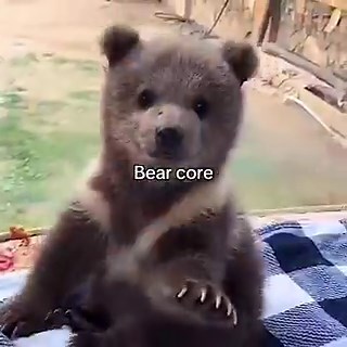🐻 Bears Daily 🐻 (@bearsdaily_) on X