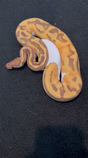 Stunning ball python🔥🔥🔥 #fyp #reptiles #ballpythonbreeder #snakes #animals #cutepets #nature