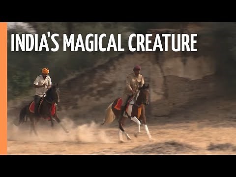 The supreme Marwari Horse - India's magical creature | Full Documentary