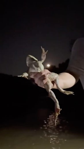 HOW TO CATCH BULLFROGS BY HAND! (The right way)