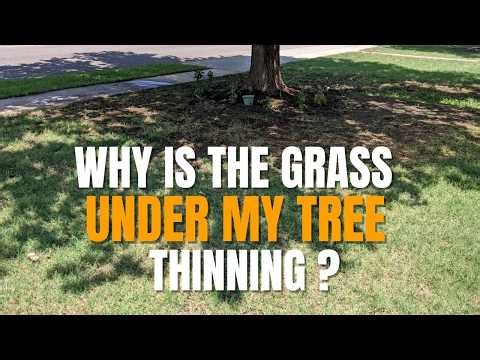 Why Grass Won’t Grow Under Shade Trees | Lawn Care Tips for Shady Areas