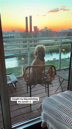 Cavapoo's Sweet Sunset Moment