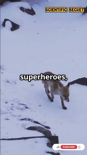 Top 10 Amazing Fox Facts | Clever Hunters & Arctic Survivors #foxFacts