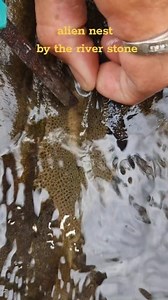 12K views · 85 reactions | Alien nest sarang alien makhluk asing parasit batu sungai #alien #river #sungai #borneo #nest #sarang | TehTarik GO | Facebook