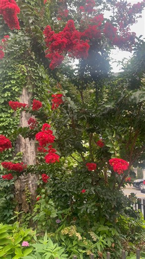 Back-to-school season (and all of it’s many stressors) are upon us. Take a 4-7-8 breather with us for a moment of zen right outside our neighborhood @bklynlibrary branch in Clinton Hill! | The Brooklyn Hospital Center