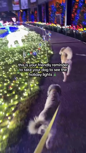 98K views · 527 reactions |  Beginning this week, dogs are invited to come enjoy the lights at Bright Nights every Thursday till the end of the year! Team dog Rosie can’t wait to see everyone, so get your tickets NOW through the link in bio! Bright Nights is presented by Traditions Bank, A Division of ACNB Bank. #holidaylights #christmas #yorkpa #pennsylvania #holidays | York Revolution | Facebook