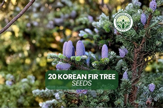 20 Korean Fir Tree Seeds: Blue Cone Evergreen Ornamental Conifer Planting - Etsy