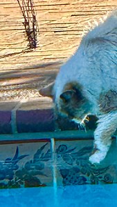 55 reactions · 33 comments | See what happens when Fairy decides to test the pool water for the first time! Fairy has been circling the pool for over a month and staring at the water. I’ve often wondered what she was thinking??? What’s your guess? ##furballfables #seniorcat #indoorcatoutside #catadventures #poolcat #catmomlife #tortittude #bravecat | Furball Fables | Facebook