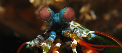 How Bubbles Super-Power the Mantis Shrimp’s Punch — Biological Strategy — AskNature