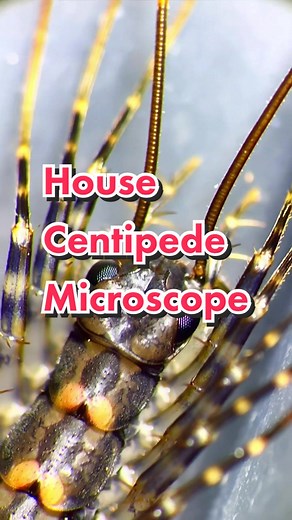 This bug scares many people! 😰🫣😱 #centipede #house #microscope #ohno #crazy #insect
