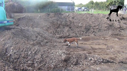 A quick 3 for Thorn 🐀🐀🐀🐶💥. Our dogs have spent many hours around machinery and they learn how to work alongside it. Watch how Thorn follows the bucket back, waiting for the rats to bolt. Communication with the driver is also the key, making sure they work nice and slowly with no sudden movements. #workingdogs #farminglife #farminguk #ratting | Severn Valley Ratters