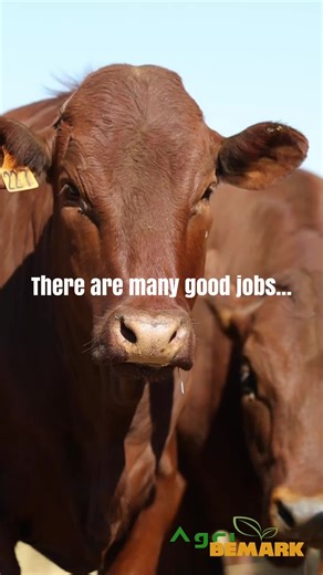 4 Reasons to Hire a Livestock Agent | Expertise, Market Insights, Time Savings & Network Boost