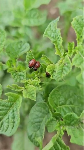 Colorado potato beetle.