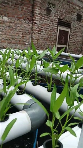 Aquaponic With Tilapia Fish🐠🌱🥗