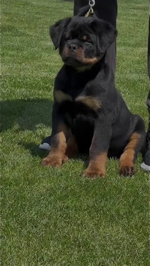 Explore Rottweiler Puppy Adventures in Various Settings