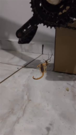 Fabiano Soares on Instagram: "Olhe essa cena com calma. Um escorpião amarelo, um dos animais que mais assustam dentro das casas, totalmente imobilizado. E não é veneno, não é chinelo, não é o ser humano resolvendo o problema. É uma aranha. A viúva-marrom. O escorpião amarelo, Tityus serrulatus, é um verdadeiro especialista em cidade. Ele se reproduz sozinho, sem precisar de macho, gera vários filhotes ao longo da vida e se adapta muito bem a esgoto, entulho, caixas de passagem, ralos e ambientes