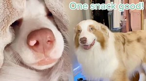 Adorable Dog Learns to Use a Soundboard to Communicate with Family