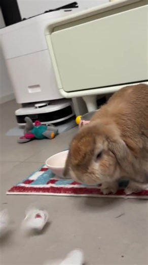 Every bunny has a need to grind its teeth, and chew grass sticks can help bunny #bunny #pet #tiktokshop #bunnygirlsenpai #cute