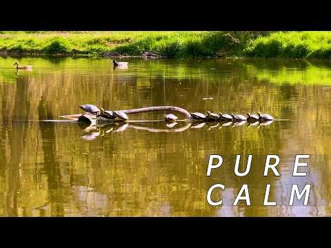 You’ve Never Felt Calm Like This 🐢 Turtle ASMR Riverside | Fall Asleep in Minutes