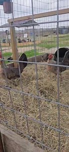 🍀🍀🍀COMO ME GUSTA TODO LO DE ESTA GRANJA JC GAME FARM PRIMERO DIOS ESTÁ TEMPORADA IREMOS 🍀🍀 | El Criador