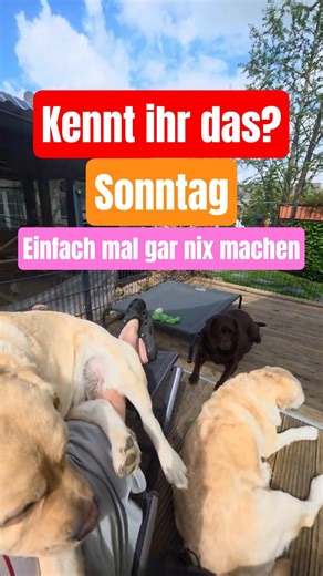 🤗👋 Ein entspannter Sonntag 🤩 Die Labrador Damen und wir genießen die Ruhe. #labradordog #labrador